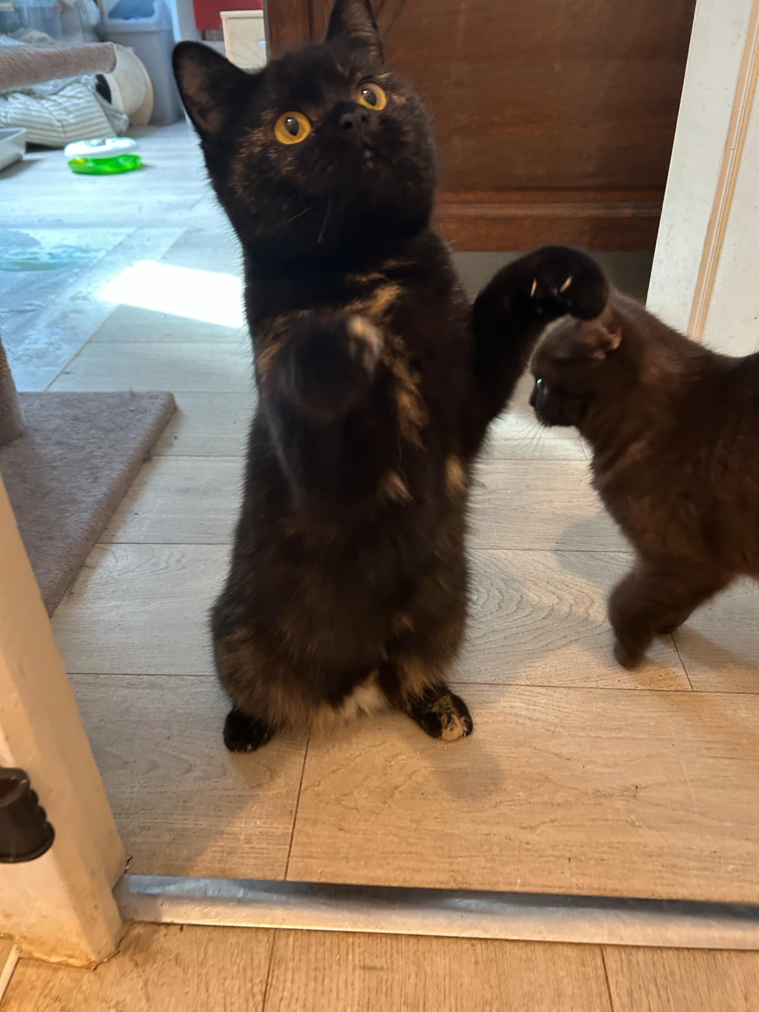 Chat Céleste bleu détendu, en bonne santé, à la chatterie Celeste's Legacy