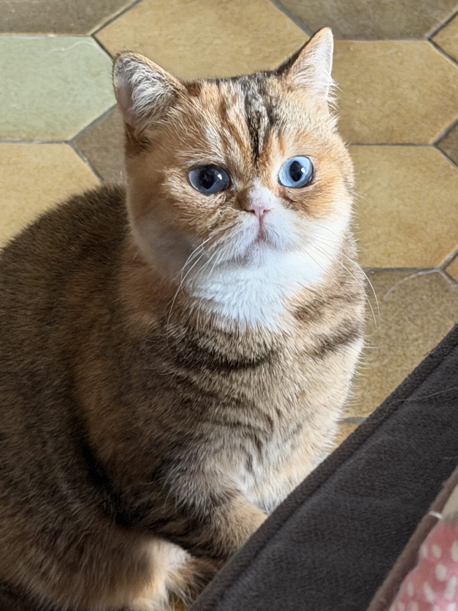 Chatons Céleste de la Portée du 3 mai 2026