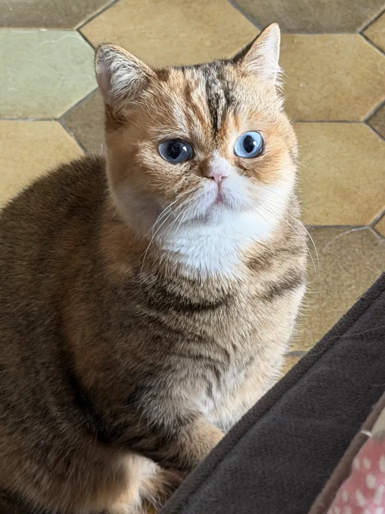 Umeboshi, mère de la Portée du 3 mai 2026