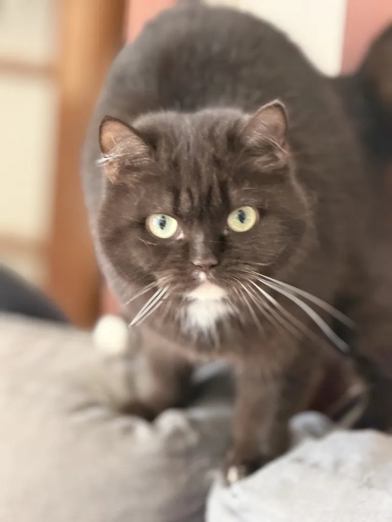 Portée de chatons Chat Céleste Vajra × Chuppa